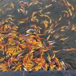 Mai Nguyễn Profile Picture