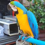 Kiet Nguyễn Profile Picture