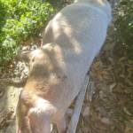 Lien Ly Profile Picture