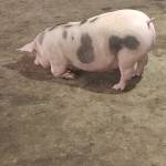 Phat1643 Profile Picture