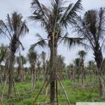 Thắng Nguyễn Profile Picture