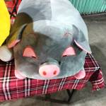 Dũng Võ Văn Profile Picture