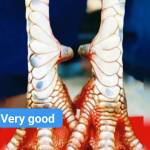 Thái tử NGUYEN Profile Picture