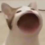 Galon Profile Picture