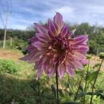 Khangaka Profile Picture