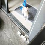 Quang Anh Profile Picture