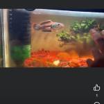 Huy Pham Profile Picture