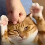 Vũ Thành Profile Picture