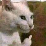 Lion Lion Profile Picture