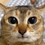 Đức Trần Profile Picture