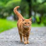 Hinhsu Anningmang Profile Picture