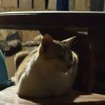 Tùng Dương N Profile Picture