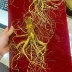 Nhựt Nguyễn Profile Picture