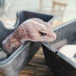 Minh Tran Profile Picture