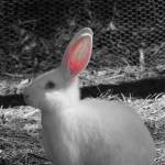 Thanh Tran Profile Picture