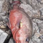 Thanh nguyễn Đỗ Profile Picture