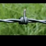 Phong Ly Profile Picture