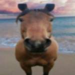 Đức Hoàng Profile Picture