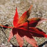 Quay GaQuay Profile Picture