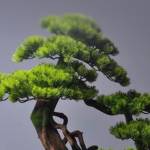 Huy Hoang Profile Picture