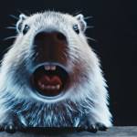 akira thanh Profile Picture