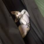 Tobi TT Profile Picture