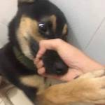 Khang Trần Profile Picture