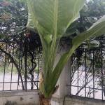 Phong Nguyễn Profile Picture