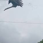 dang nguyen Profile Picture