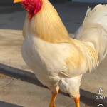 Khang Nguyễn Profile Picture