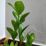 Thiczuto123 Profile Picture