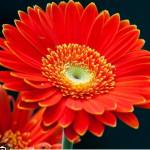 Thịnh Nguyễn Profile Picture