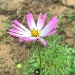 H Vo Profile Picture