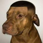 Phi Nguyên Profile Picture