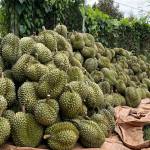 Hoang Tu Profile Picture