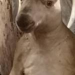 Long Lê Profile Picture