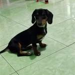 Huynhanh Profile Picture