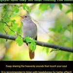 Nguyenhuu Profile Picture