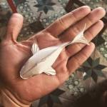 Hau Duong Profile Picture