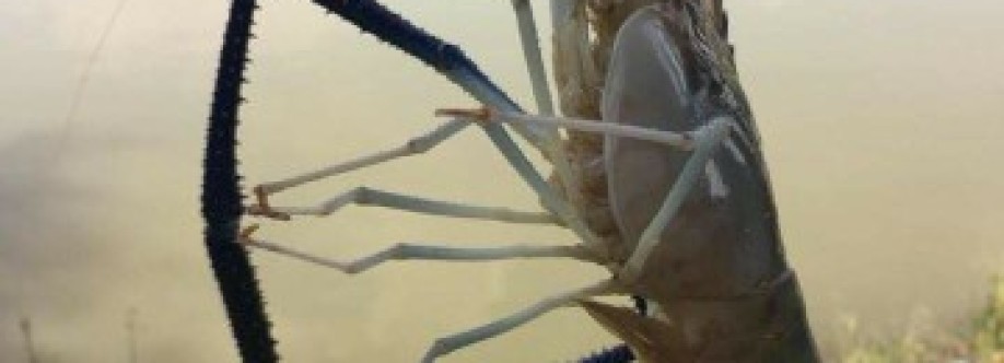 9chu9ch9chu Dâm Cover Image