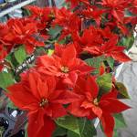 Cafe Tra Profile Picture