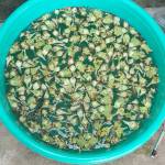 Thuan Van Profile Picture