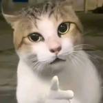 Sơn Nguyễn Profile Picture