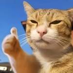 Tester01 Profile Picture