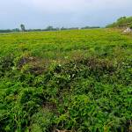 Tri Phan Profile Picture