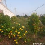 long hà Profile Picture