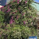 Dam Dang Profile Picture