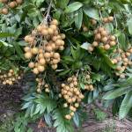 Trung nguyễn Profile Picture