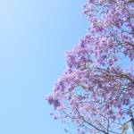 A Nui Ng Profile Picture