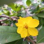 Lãm Thanh Profile Picture